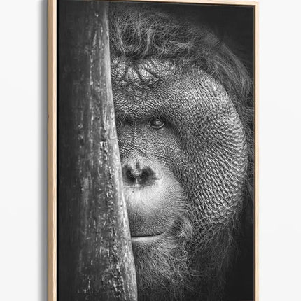 ANIMAL ART ORANGUTAN