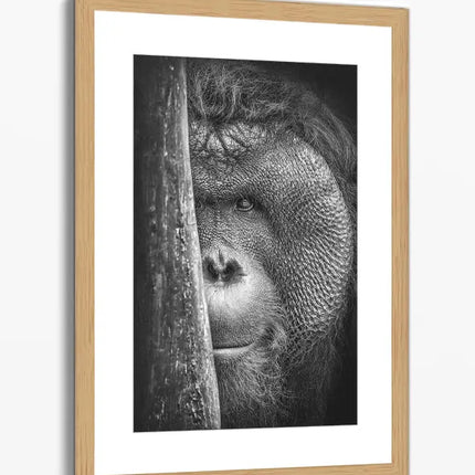 ANIMAL ART ORANGUTAN