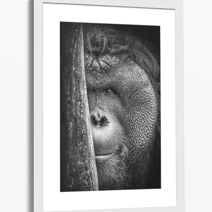 ANIMAL ART ORANGUTAN