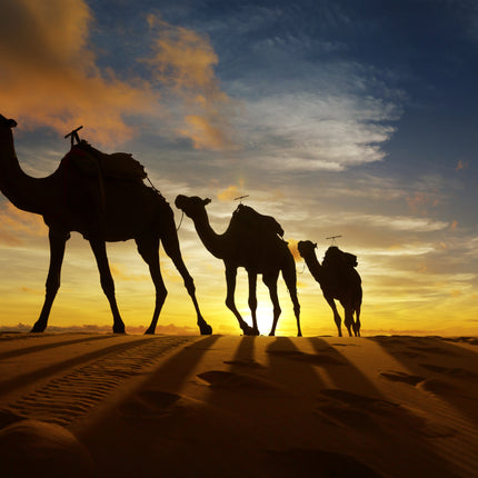 ANIMAL ART CAMELS